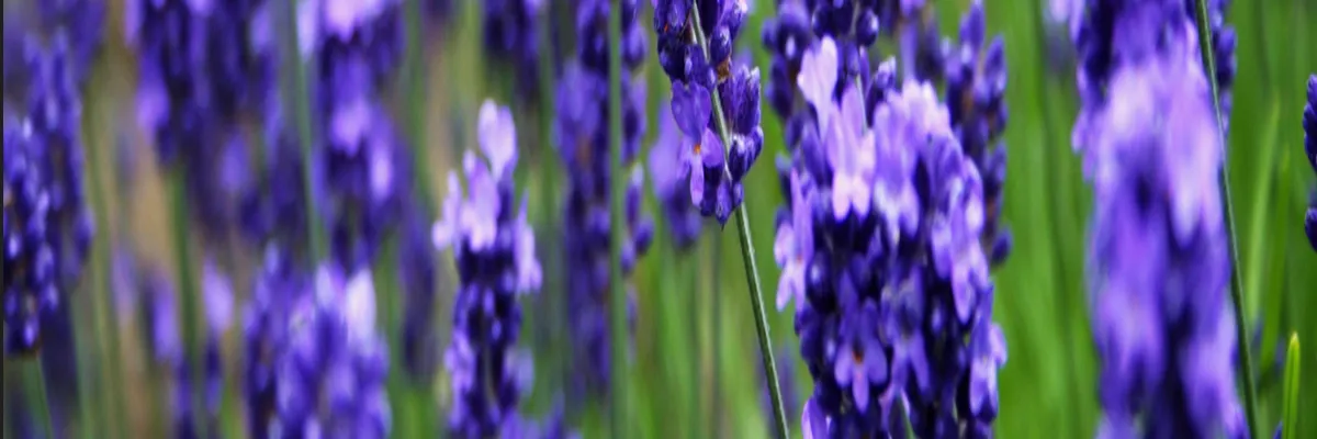 image-architecte-d-interieur-grasse.webp Image Architecte d'intérieur Grasse