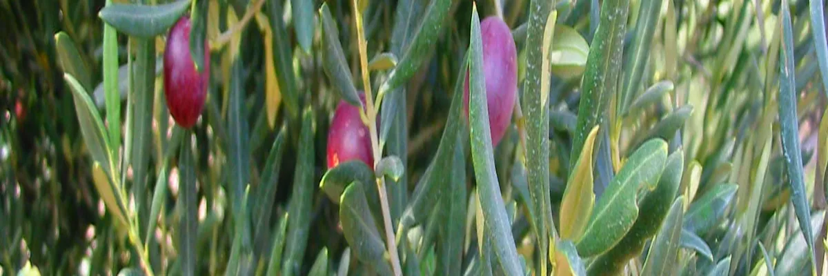 image-architecte-d-interieur-mouries.webp Image Architecte d'intérieur Mouriès